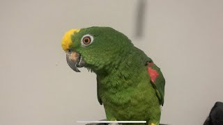 Talkative Parrot  Amazon Parrot [upl. by Kramer326]