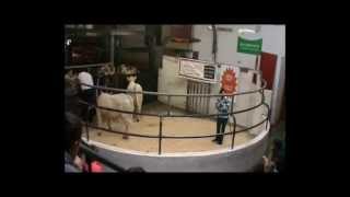 A guide to stock judging of Charolais cattle [upl. by Baldwin163]