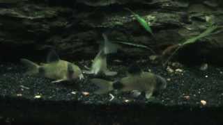 Panda Corys Corydoras panda 29 Gallon [upl. by Leler544]