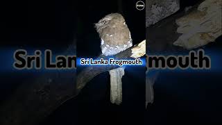 Sri Lanka Frogmouth 2024 birds photography reels love music newsong song [upl. by Htennek]