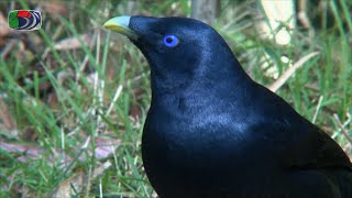 100 Sydney Birds  0810 Koel to Pardalote Night Birds Kookaburra Bowerbirds [upl. by Nnylatsyrc]