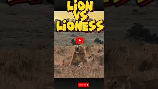 Lion Lioness fight wildlife AnimalPlanet shorts barbary AfricanLion NatGeo trending 11k [upl. by Joannes]