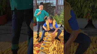 A very helpful tool for rural farmers to deseed maize shorts satisfying agriculture [upl. by Tem54]