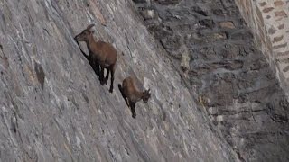 Un bouquetin champion descalade sur un barrage en Italie [upl. by Assilev445]