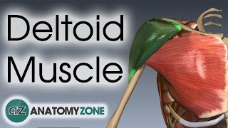 Deltoid Muscle Anatomy  AnatomyZone [upl. by Brodie810]