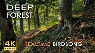 4K Deep Forest  8 Hours NO LOOP Birdsong  Robin amp Blackbird Singing  Relaxing Nature Ambiance [upl. by Schuler]