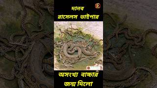 অসংখ্য বাচ্চার জন্ম দিলো বিরাট এই চন্দ্রবোড়া reptopedia russellviper snake shorts reptiles [upl. by Socher]