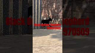 Black German Shepherd show quality male puppy rocky kgf kgfmovie doggles doggys viralvideo [upl. by Mera]