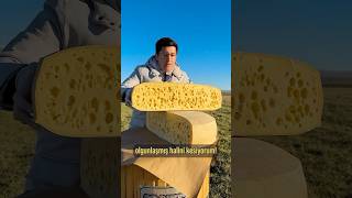 60 kglık Gravyer Peynirini Kestik 🧀 Peynere Karstan peynirinizi gönderir [upl. by Hanikehs987]