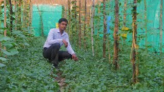 How can a small farmer earn Rs 15 lakh from multilayer farming [upl. by Anilehcim]