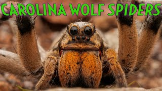 ORANGE FANG Carolina Wolf Spider Hogna carolinensis [upl. by Martainn796]