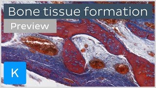 Bone tissue formation ossification and cells preview  Human Histology  Kenhub [upl. by Ahgiela]