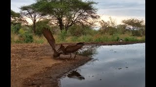 Hamerkop Mating Dance [upl. by Firehs805]