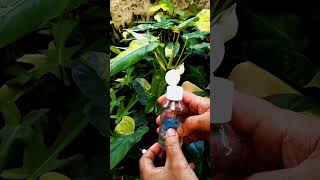 How to keep maintain Variegation on Variegated Plant [upl. by Coffin]