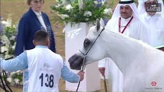 N 138 DANA AL FARRES 4th Qatar Arabian Breeders Cup 2024 Mares 7 Years Old Class 8 [upl. by Wrand]