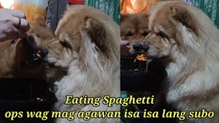 my dog eating spaghetti [upl. by Eelano]