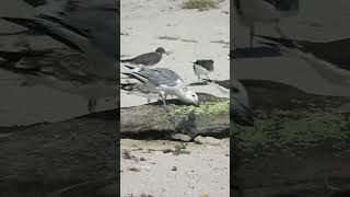 Sea eagles eating [upl. by Mor]