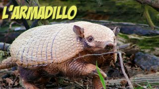 Il verso dellarmadillo  suoni animali [upl. by Anirb]