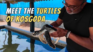 Kosgoda Turtle Haven Protecting Sri Lankas Wildlife [upl. by Ignatz151]