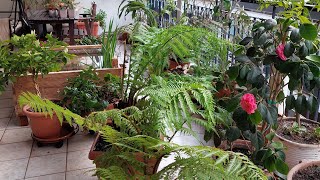 Treefern🙂 Repoting Dicksonia antarctica [upl. by Nanfa545]