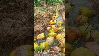 Kendala petani kelapa saat air di parit surut [upl. by Tymes]