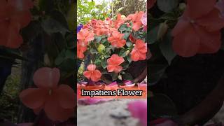 Impatiens plant repotting  shorts ytshorts youtubeshorts viralvideo [upl. by Solly34]