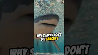 Why shark don’t get cancer shark sharkfacts short cancer [upl. by Korrie]