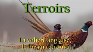 Terroirs  La volière anglaise le faisan retrouvé [upl. by Partridge477]