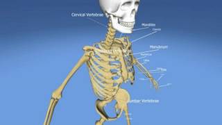 Difference Between Pelvis and Pelvic Girdle [upl. by Ettedualc]