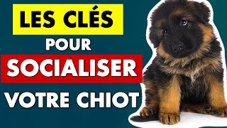 Socialiser un chiot  conseils déducation pour chiot  EDUC DOG [upl. by Nanaek]