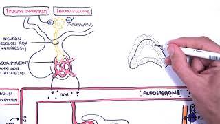 Hormones in body fluid homestasis ADHvasopressin Aldosterone and Natriuretic peptides [upl. by Irrol]