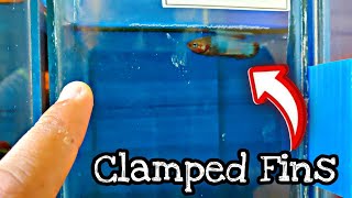 HOW TO TAKE CARE CLAMPED FINS BETTA  HOW TO CURE CLAMPED FINS [upl. by Fiedling]