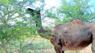 Camel walking evening Time vedio shot camelenjoy [upl. by Latton]