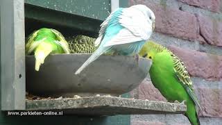 Volièrevogels  Aviarybirds  Budgerigars – Wellensittiche – Parakeet sounds  Parkieten geluiden [upl. by Esej]