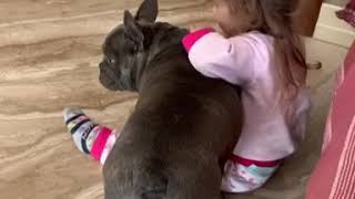 Bulldog Francese Blu e Bambini [upl. by Hoi441]