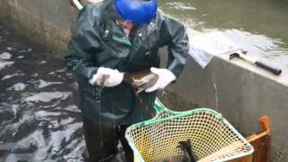 DaytoDay Life at Quilcene National Fish Hatchery [upl. by Lauhsoj]