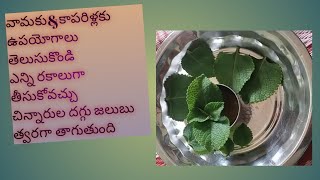 kaparilaku for cold dry cough kaparilaku benefits for babies in telugu  vamaku use [upl. by Garland]