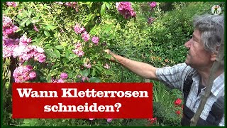 Wann Kletterrose schneiden [upl. by Gninnahc966]