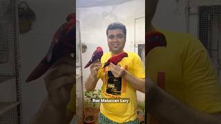 Red Moluccan Lories in Indian Avatar 🇮🇳 God Bless them red lorikeet [upl. by Irrehc]