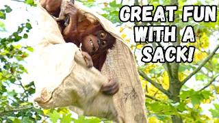 Mischievous Orangutans Adventure With A Sack [upl. by Biondo966]