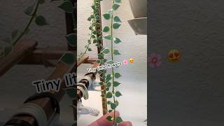 Flowering Dischidia million hearts 💕 plants houseplants flowers dischidia youtubeshorts [upl. by Harraf]