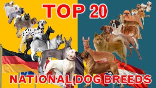 Top 20 National Dog Breeds From Different Countries by Ranking [upl. by Ahsirtap]