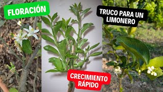 ¿No florea ni crece tu planta de limón hazle esto para un rápido crecimiento y floración [upl. by Anila]