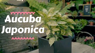 Aucuba Japonica  Top Outdoor Plants 💫 [upl. by Nemracledairam]