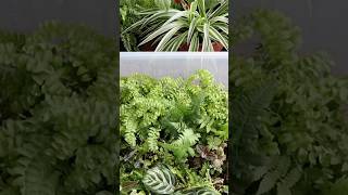 Taking a plant cutting from the propagation box plantcutting indoorgarden plantpropagation [upl. by Tierell]