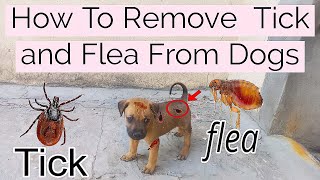 How To Remove Ticks and Fleas from Dogs [upl. by Brandwein190]