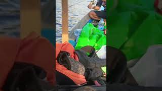 Strike ikan mangrove Jack babon shortvideo fishing nature casting trolling [upl. by Alat988]