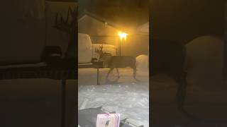 WILD Deer Seek Shelter From Snowstorm [upl. by Danny]