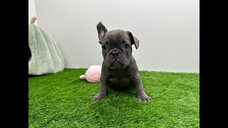 🐶 Franse bulldog 🐶 teefje 🐶 PUP ID 010479669 🐶 [upl. by Geminian]