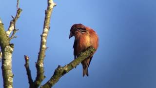 Common Crossbill Lynford 8th March 2017 [upl. by Sandberg]